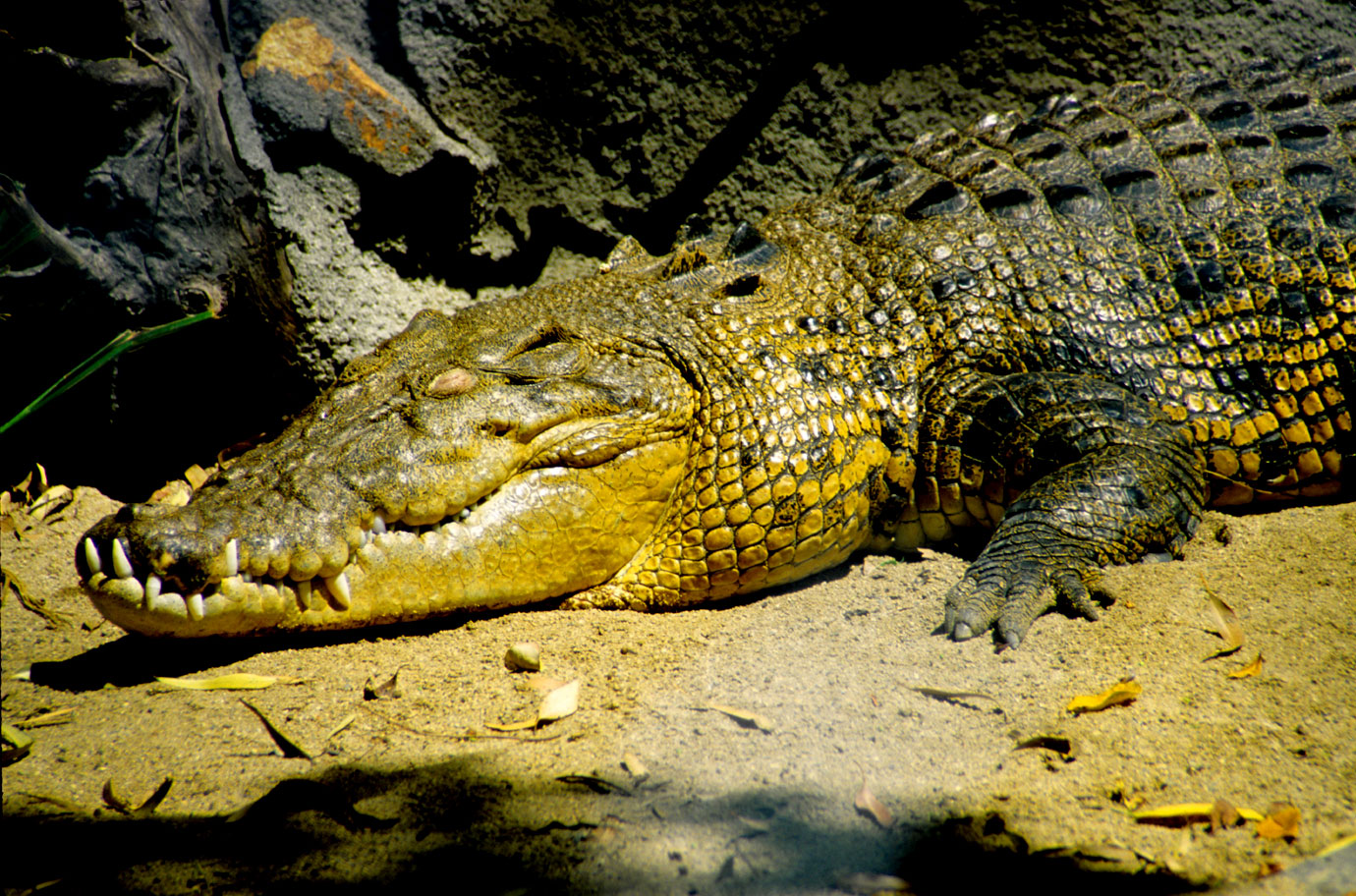 Crocodile-photos