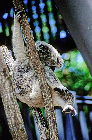KoalaHangingOut-photos