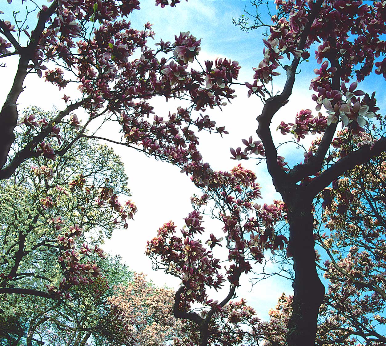 MagnoliaTrees2