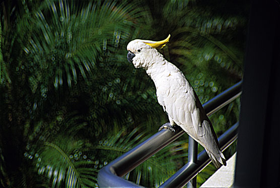 Cockatoo9-photos