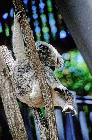 KoalaHangingOut-photos