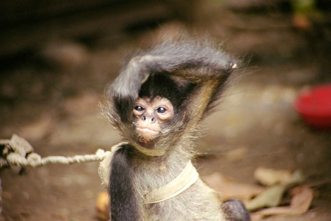 Monkey-New York photographer